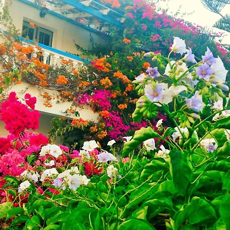 Angelika 2* アリンダ