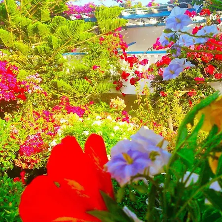 Angelika 2* アリンダ