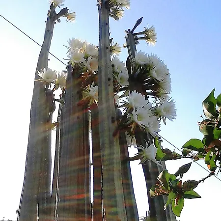 アパートホテル Angelika