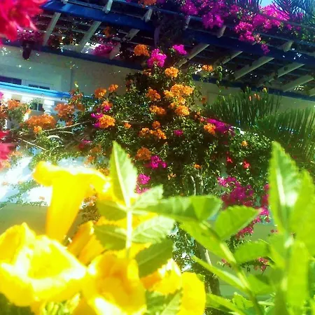 Angelika アリンダ